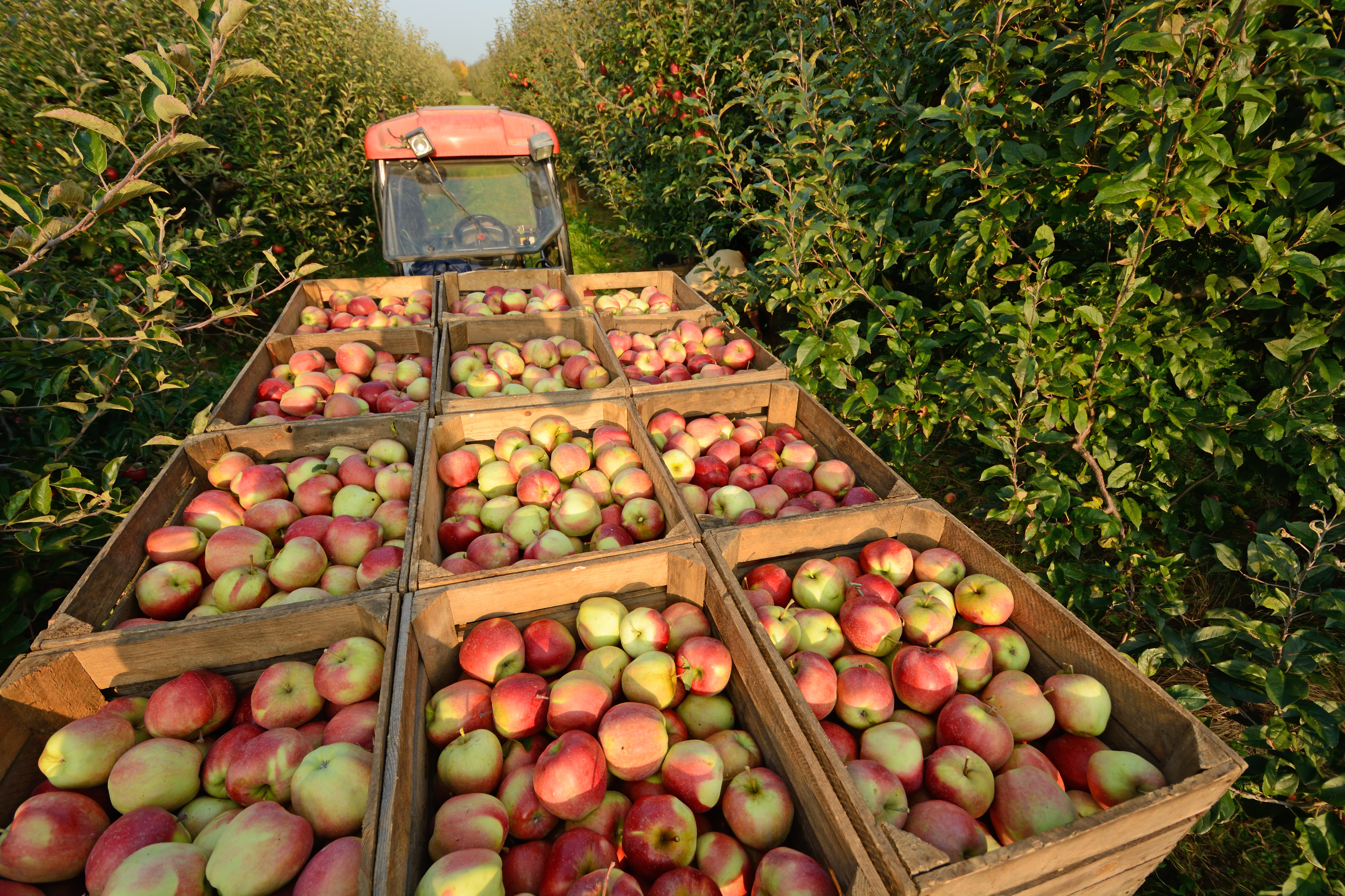 Carga de frutas - maçã
