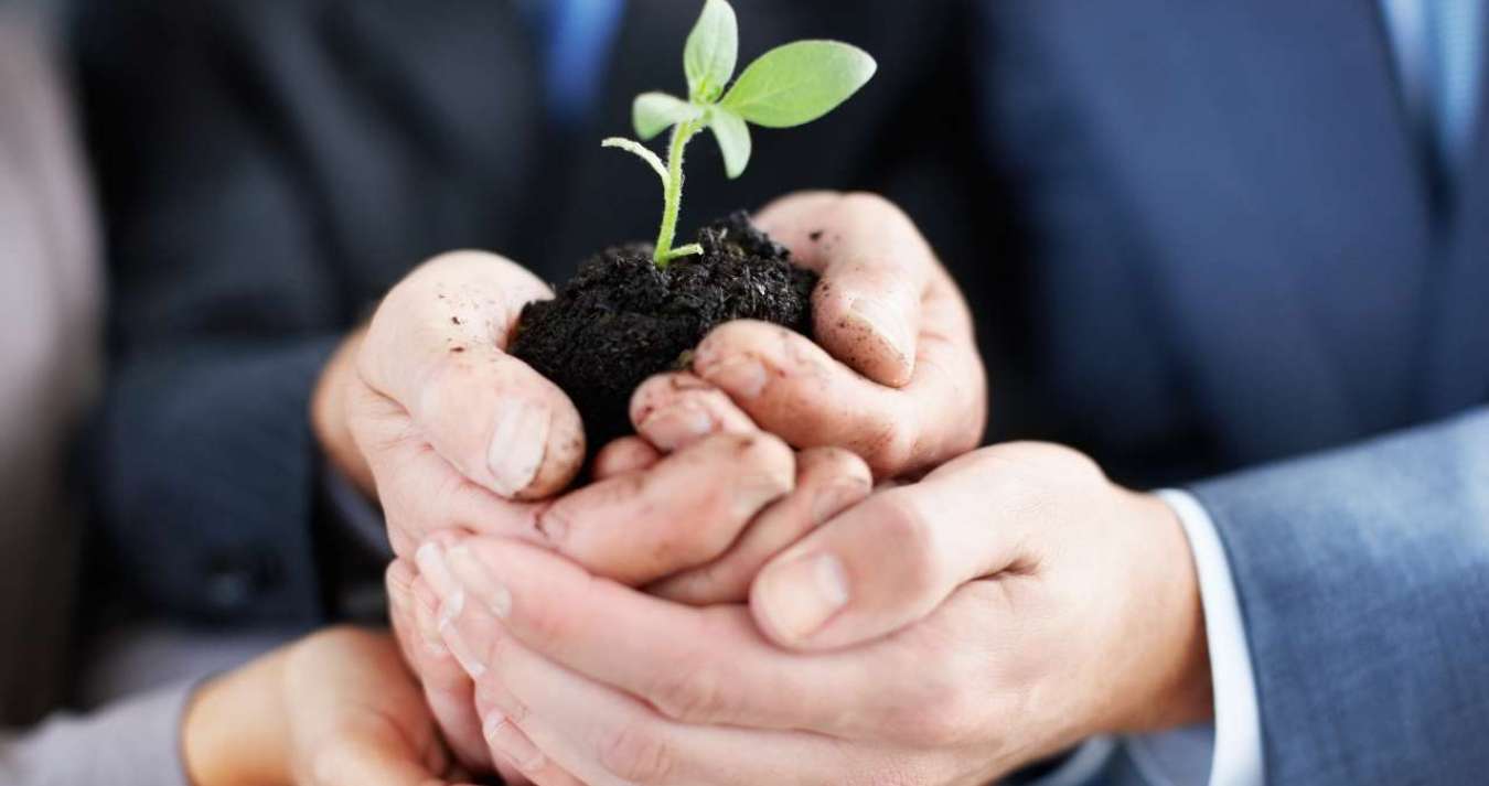 mãos segurando uma muda de plantinha