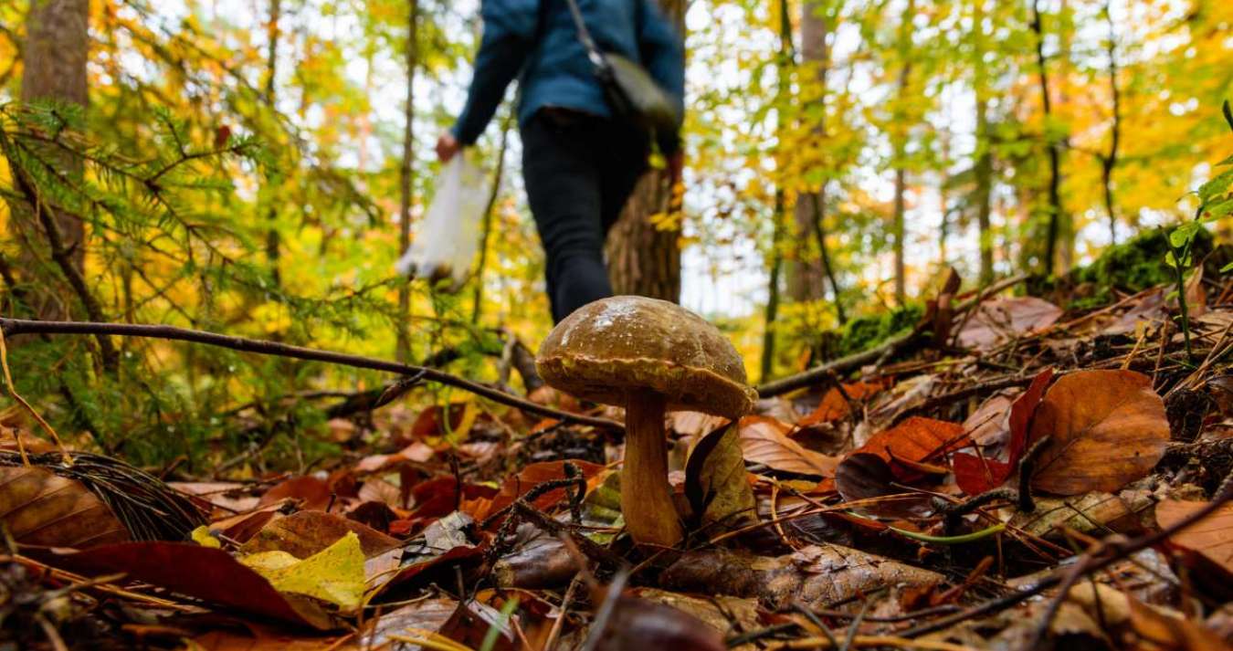 Menina forrageando na floresta.