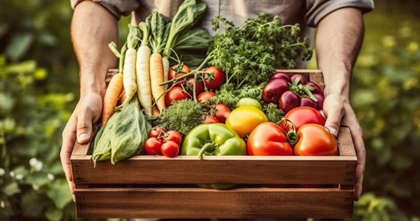 Conceito de vegetais orgânicos e estilo de vida saudável. Agricultor orgânico masculino em um campo de vegetais segurando uma caixa de madeira cheia de vegetais recém-colhidos